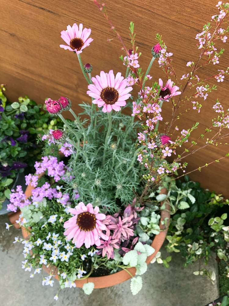ラミウムの投稿画像 By まっさんさん ヒナソウとローダンセマム リルピンクとキンギョソウ ブランルージュと宿根バーベナ セレニティピンクとキュンキュン乙女倶楽部とピンクの花と寄せ植えと欲しかったお花と小花と花のある暮らしとかわいいな とチーム愛知とgs植物