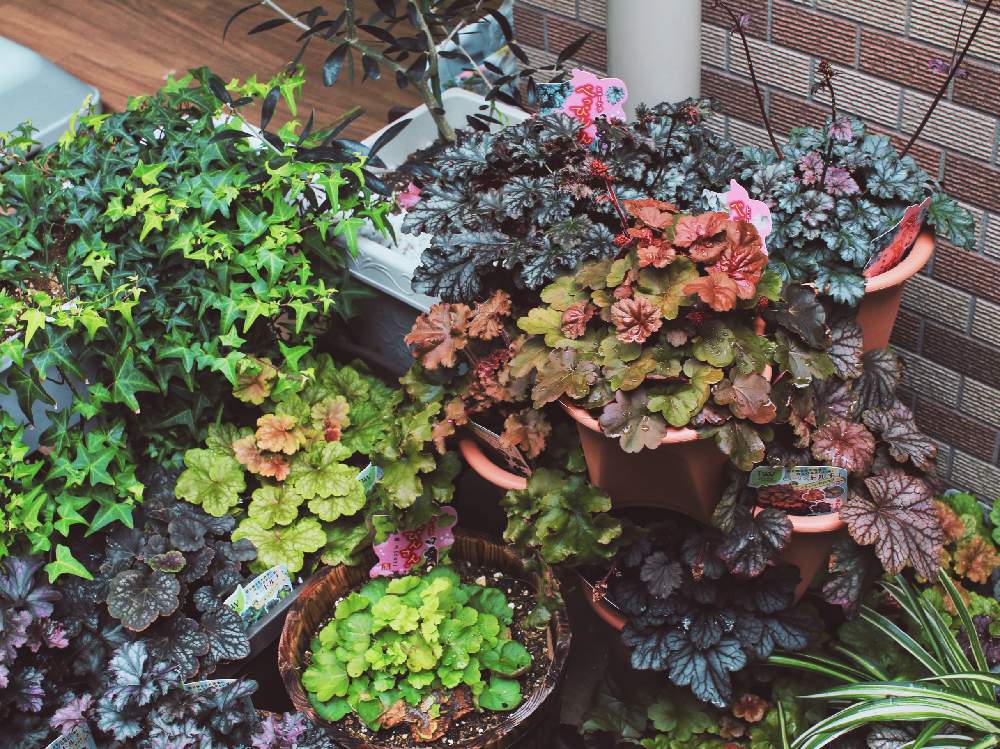 ヒューケラの投稿画像 By ピロさん アイビー とヒューケラ とヒューケラ王国 月3月14日 Greensnap グリーンスナップ