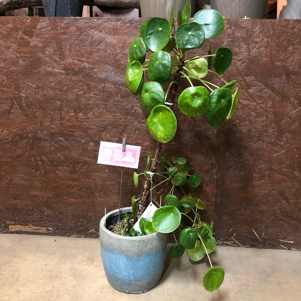 ピレア ペペロミオイデスの投稿画像 By Hanabisouさん 観葉植物と植物のある暮らしとピレア属と植物と店頭販売と植中毒とピレア ペペロミオイデス とhanabisouと半田市花屋とgreenとペペロミオイデスと非売品 月3月14日 Greensnap グリーンスナップ