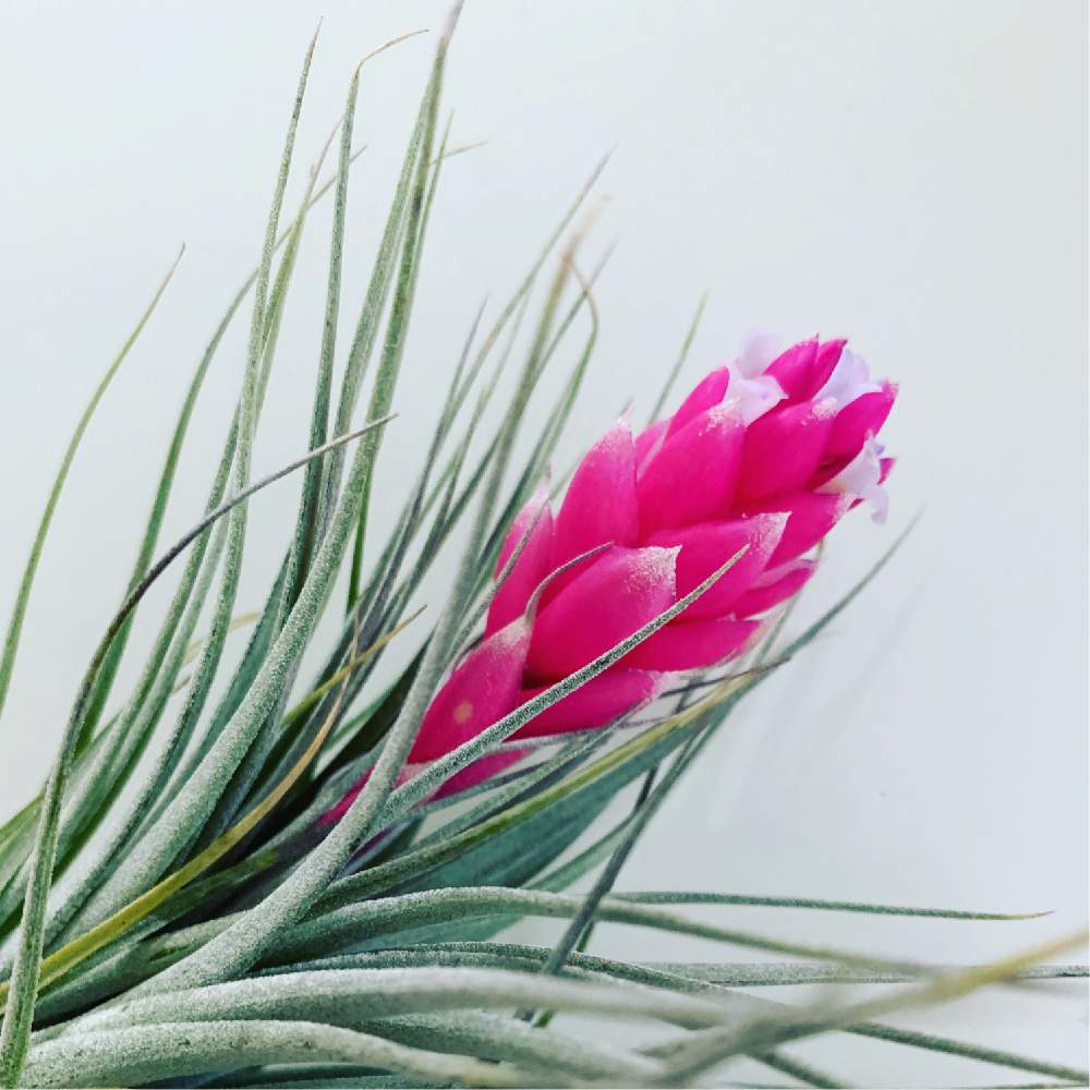 エアプランツ チランジアの投稿画像 By みーちゃんさん チランジア コットンキャンディとおうちフラワーフォトコンテストと小さな小さな庭と花 のある暮らしとエアープランツ コットンキャンディとエアプランツ 月3月14日 Greensnap グリーンスナップ