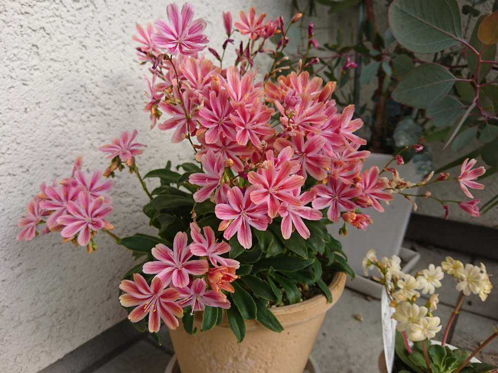 爆買い レウィシア確認用 植物 観葉植物 Www Qiraatafrican Com 爆買い レウィシア確認用 植物 観葉植物 Www Qiraatafrican Com