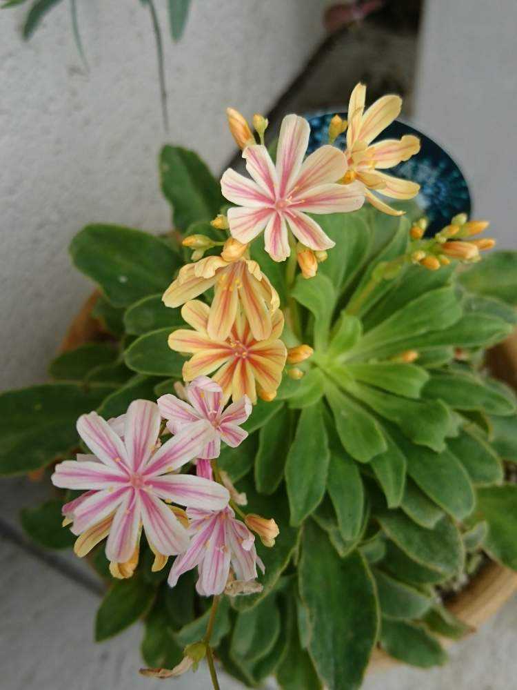 爆買い レウィシア確認用 植物 観葉植物 Www Qiraatafrican Com 爆買い レウィシア確認用 植物 観葉植物 Www Qiraatafrican Com