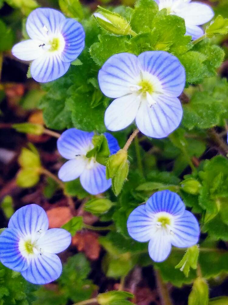 オオイヌノフグリ の投稿画像 By ゆめ さん 畑の片隅と綺麗な花色と小さなブルーのお花と楽しい1日になりますように と花のある暮らしと可愛い 月3月15日 Greensnap グリーンスナップ