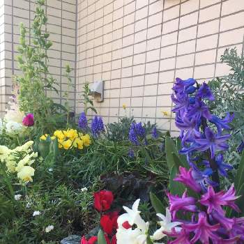 反対側から見たガーデンの全景の画像 by CIITA GARDENさん | 小さな庭とパンジーとガーデンシクラメンとペンステモン  ハスカーレッドとセントーレア ギムノカルパとアキレア ノブレッサとアネモネとカンパニュラメイピンクとムスカリ アルメニアカムとヒヤシンスと花のある暮らしと街角の花壇とCIITA GARDENと2020春のガーデニングと反対側から見たガーデンの全景と3月のCIITA GARDEN