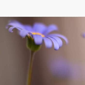 花びらがクルリンの画像 by hana ✿︎さん | バルコニー/ベランダとブルーデイジー❇︎と花びらがクルリンと花のある暮らしとブルーの花と花が好き