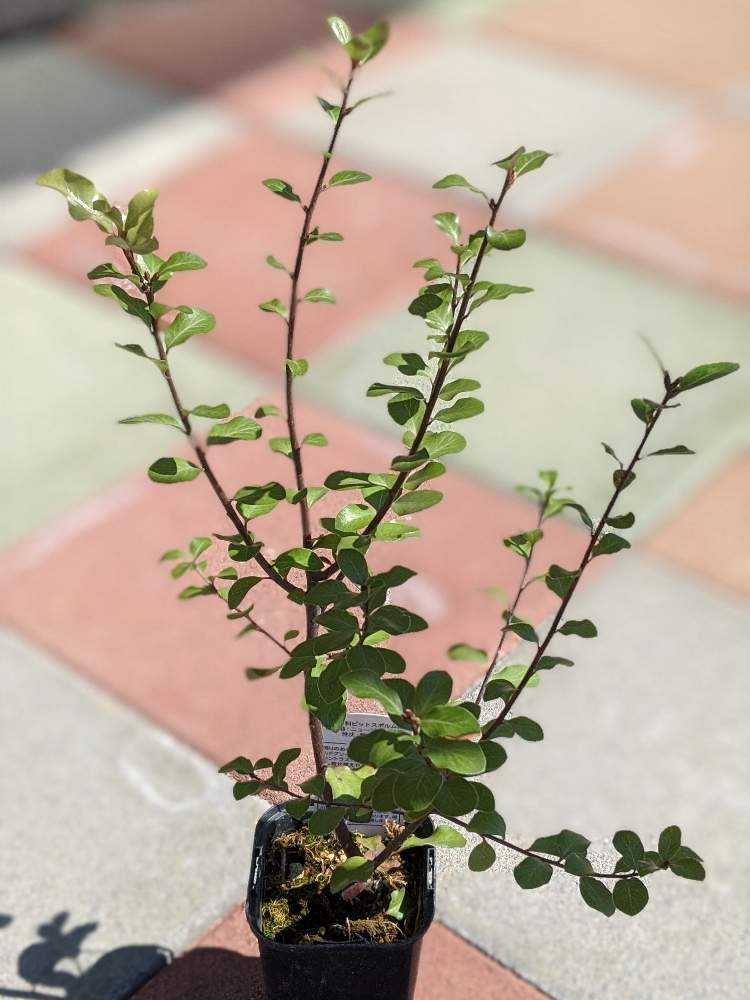 ピットスポルム シルバーシーン Greensnap グリーンスナップ