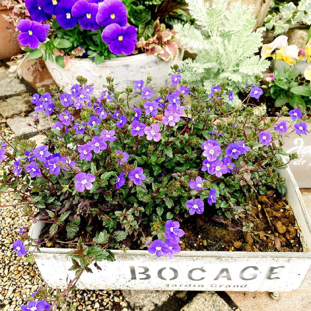 春のお花の投稿画像 By エリーさん 緑が好きと寄せ植えとベロニカオックスフォードブルー と鉢植えと花のある暮らしとやっぱり花が好き 月3月15日 Greensnap グリーンスナップ