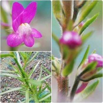 ヒメキンギョソウの花の投稿画像一覧 Greensnap グリーンスナップ