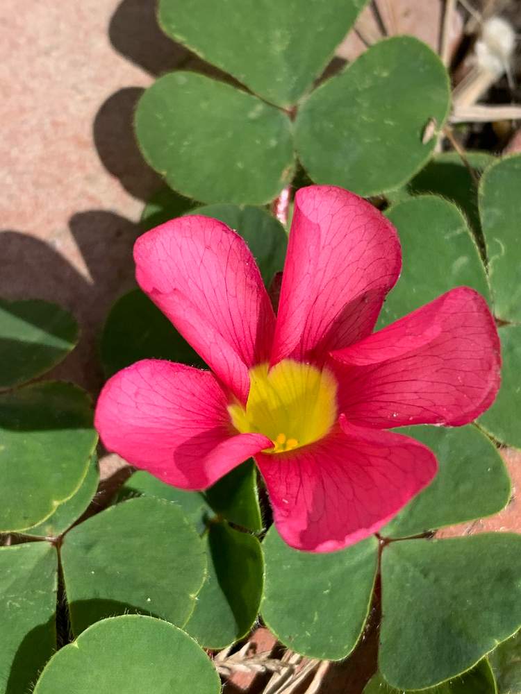 空き地に咲く花の投稿画像 By くわまささん 小さな赤い花と出先で見つけた植物とチーム愛知とカタバミと空き地に咲く花と小さな赤い花と出先で見つけた植物とチーム愛知 月3月15日 Greensnap グリーンスナップ Greensnap グリーンスナップ