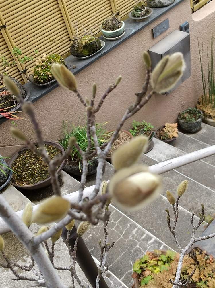 姫コブシの開花まで Greensnap グリーンスナップ