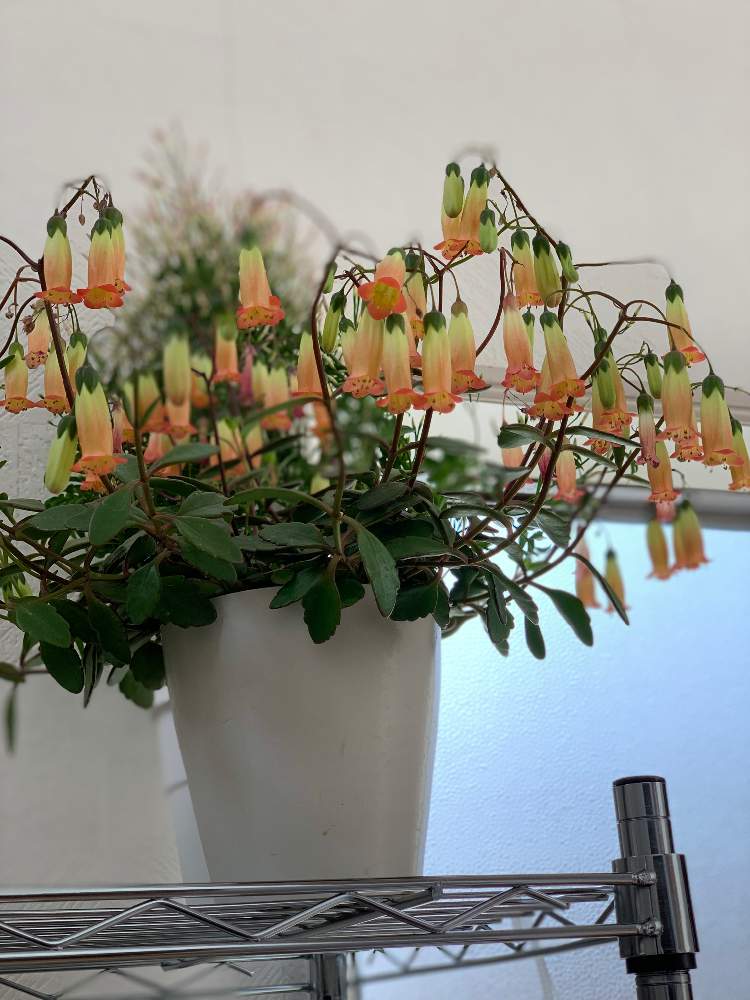 カランコエ テッサの投稿画像 By よちぃさん 寄せ植えと不器用な私とジャンク過ぎと多肉女子とフラワーアレンジメントと花のある暮らしとベンケイソウ科 カランコエ属とgreen Up とアレンジメント 月3月15日 Greensnap グリーンスナップ