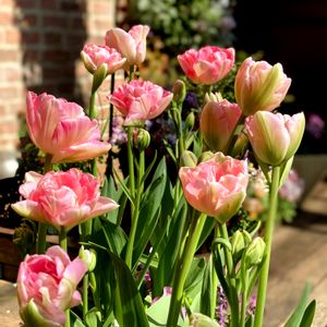 チューリップ・アンジェリケ,チューリップ・アンジェリケ,花のある暮らし,ピンクのお花,春が来た❣️の画像