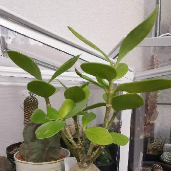 蟻の巣玉の投稿画像一覧 Greensnap グリーンスナップ