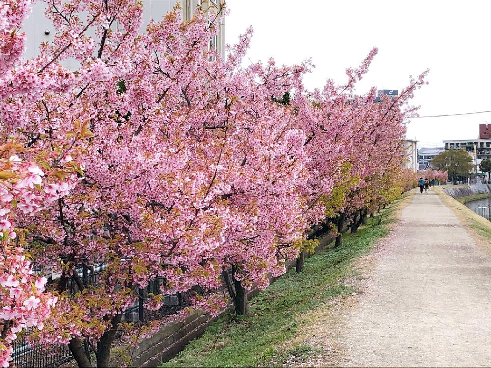 河津桜の投稿画像 By ジョージーさん 花のある暮らしとおでかけ先と岡山 月3月15日 Greensnap グリーンスナップ