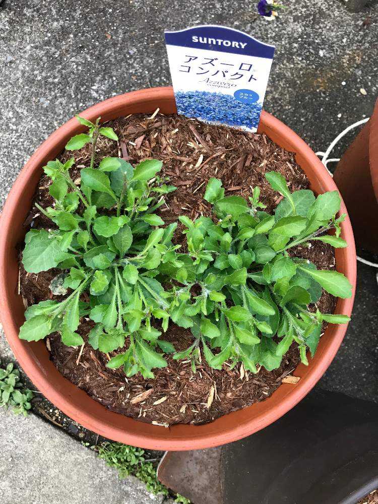 開花終了 アズーロコンパクト スカイブルー Greensnap グリーンスナップ