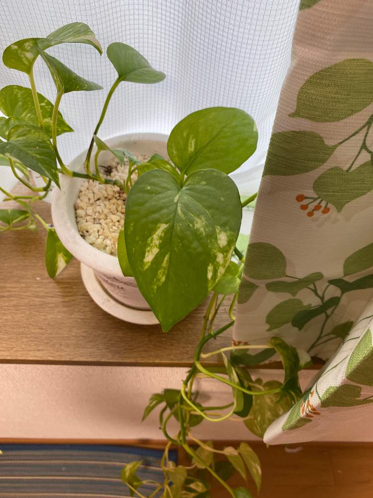 がくとさんの投稿画像 月3月15日 Greensnap グリーンスナップ