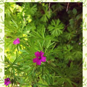 オトメフウロの画像 by はねこさん | お出かけ先とオトメフウロと花のある暮らしとピンクのお花とお散歩にてと可愛いらしいお花