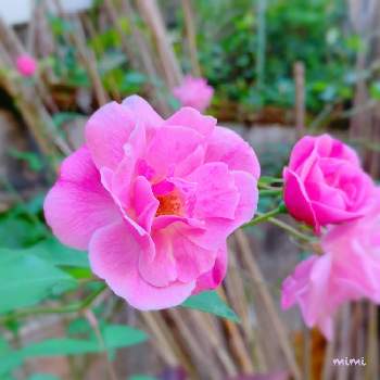 野バラの画像 by mimiさん | 広い庭とばら バラ 薔薇と沖縄と大好きな時間と植物女子ベランダーと広い庭☘️と暖冬と亜熱帯と野バラと花のある暮らしとバラ・ミニバラと色あざやか