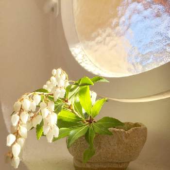 花と器の画像 by naomiendoさん | 階段/廊下と花のある暮らしと花と器と白い植物フォトコン2020