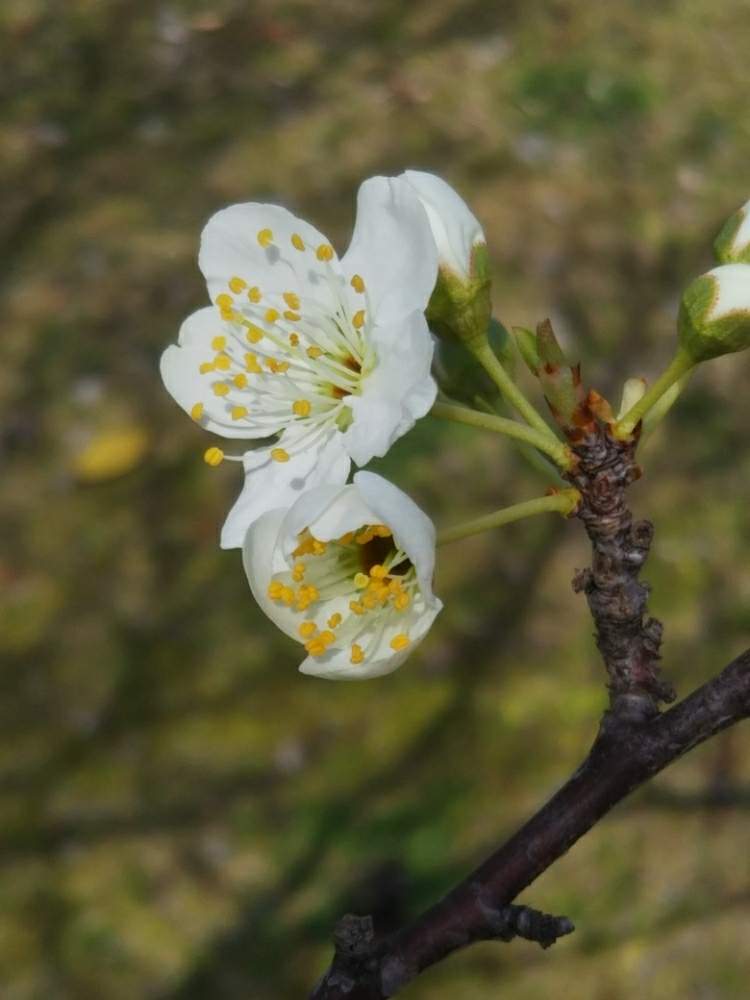 スモモの投稿画像 By T Buchiさん プラムの花とすもも 月3月15日 Greensnap グリーンスナップ