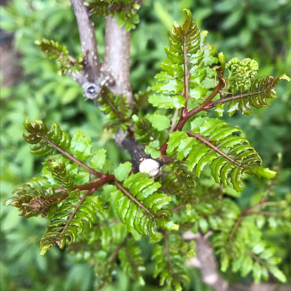 山椒の投稿画像 By Makoさん 山椒の木と小さな庭と木の芽と家庭菜園奮闘日記と木の芽と家庭菜園奮闘日記 月3月15日 Greensnap グリーンスナップ Greensnap グリーンスナップ