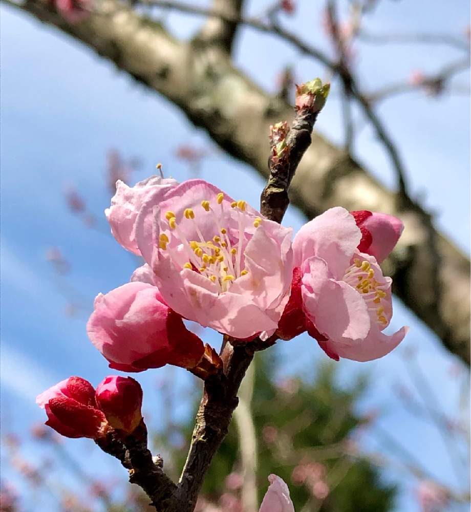 公園の投稿画像 By ちょこ さん 春のお花と花が咲く木 月3月15日 Greensnap グリーンスナップ