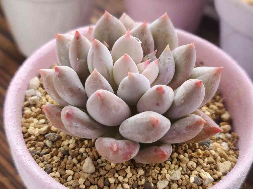 cute ♥️ コロラータ×ベビーフィンガーの一覧｜🍀GreenSnap（グリーン