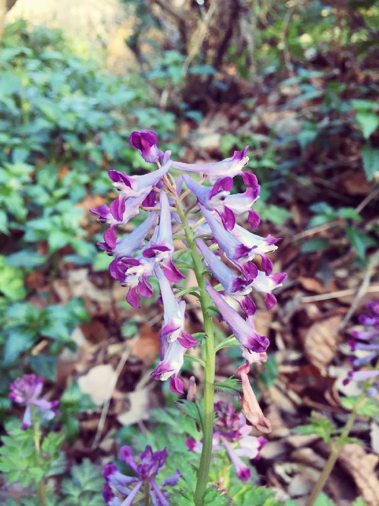 紫華鬘 むらさきけまん の投稿画像 By わっ君さん 森林公園と山野草図鑑と野山の花木と春の野草 月3月15日 Greensnap グリーンスナップ
