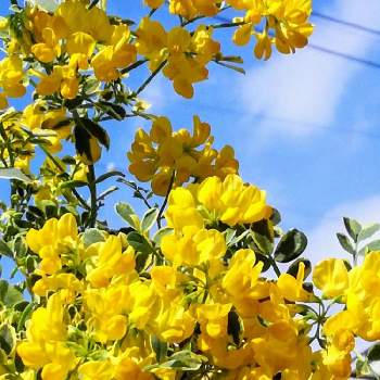 咲いてるよの画像 by ゆほちさん | 小さな庭とコロニラ バレンティナ バリエガーターと可愛いよと大好きな植物と咲いてるよと黄色が綺麗と綺麗な葉っぱと花のある暮らしと綺麗な色