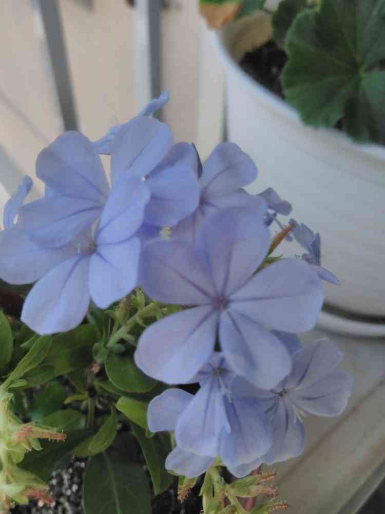 ルリマツリの挿し木にチャレンジ!｜🍀GreenSnap（グリーンスナップ）