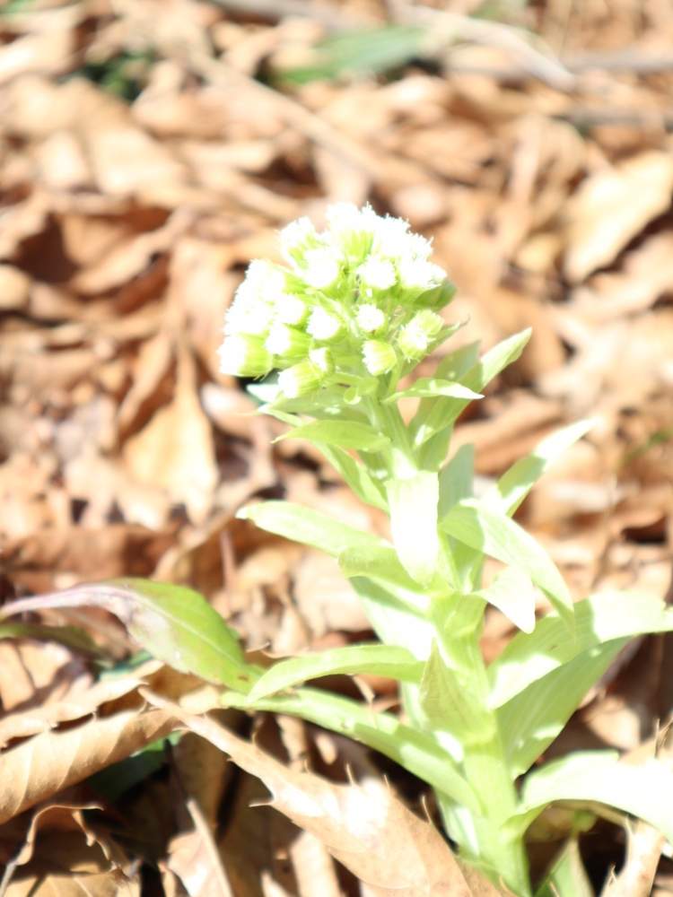 ふきのとうの投稿画像 By Yamaguppiさん 花のある暮らしと白い植物フォトコン 月3月15日 Greensnap グリーンスナップ