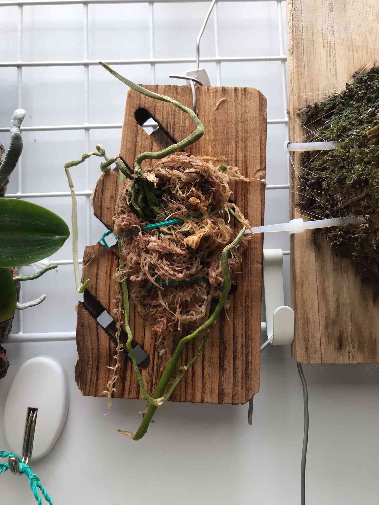 商談中【冷蔵庫】200L超 冷凍庫.野菜ケース.フレッシュケース付