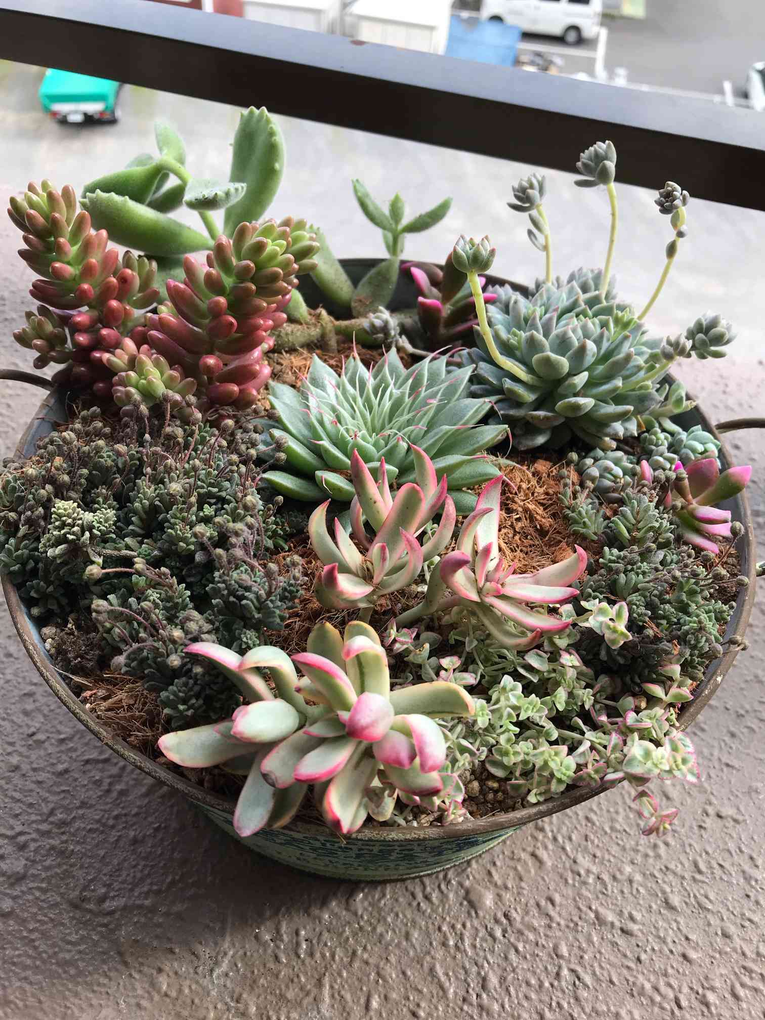 クラッスラ キャンディケインの一覧｜🍀GreenSnap（グリーン