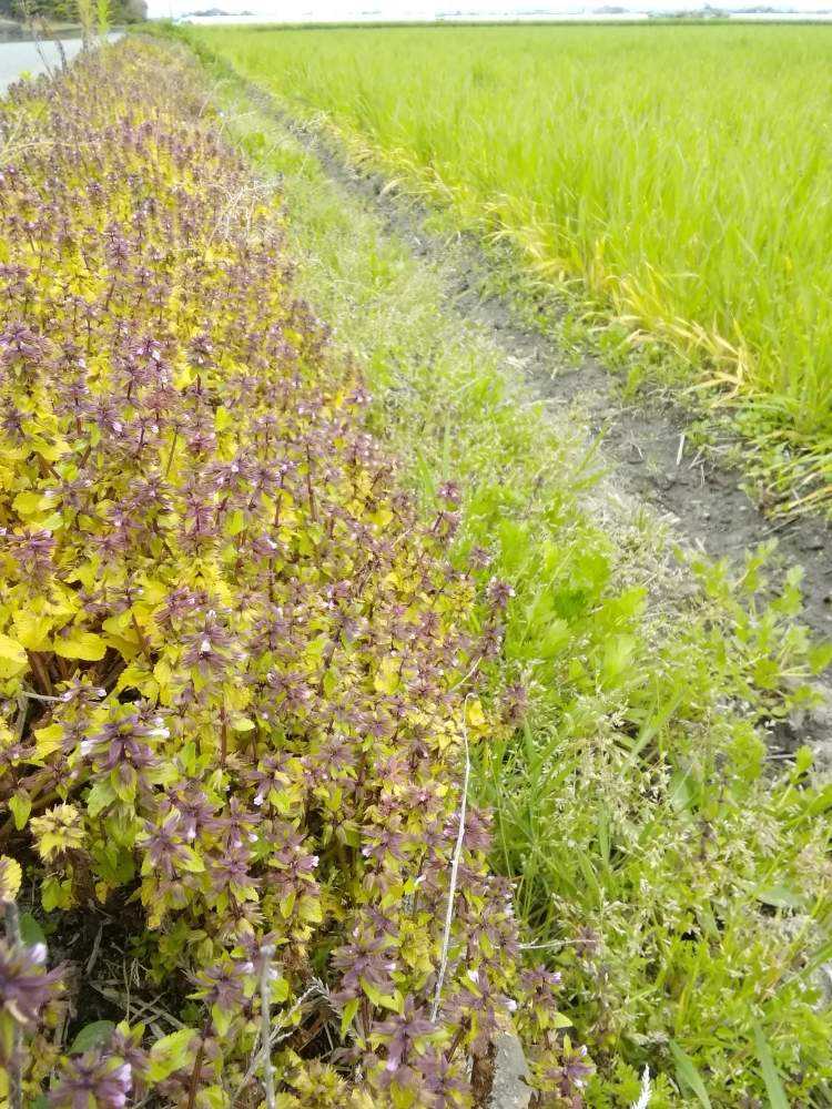 藪長老喜 ヤブチョロギとの出遭い Greensnap グリーンスナップ