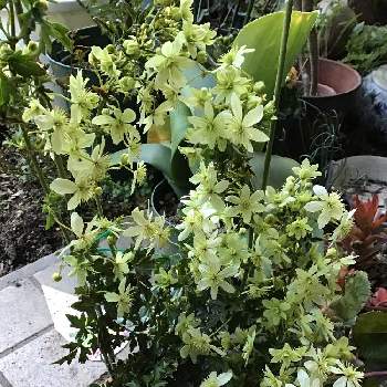 天使のすず クレマチス ピクシーの投稿画像一覧 Greensnap グリーンスナップ