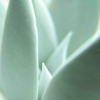 ダドレア•ブリトニーの画像 by はははさん | 窓辺と多肉屋敷と多肉植物と新葉と観葉植物とダドレア仙女盃とダドレア•ブリトニーと白い植物と綺麗と新芽