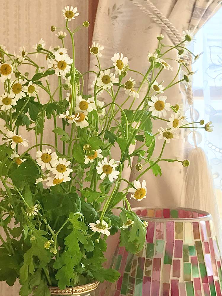 お花を買ってお家へ帰ろうの投稿画像 By Rosemaryさん 切り花を楽しむと花のある暮らしとマトリカリア と 白い花と小花 会と窓辺とハーブとお花を買ってお家へ帰ろうと切り花を楽しむと花のある暮らしとマトリカリア と 白い花と小花会とハーブ 月3月16日