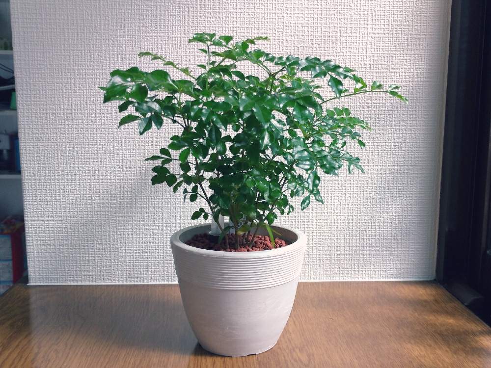 トネリコの投稿画像 By クーピーさん 園芸初心者と観葉植物 月3月16日 Greensnap グリーンスナップ