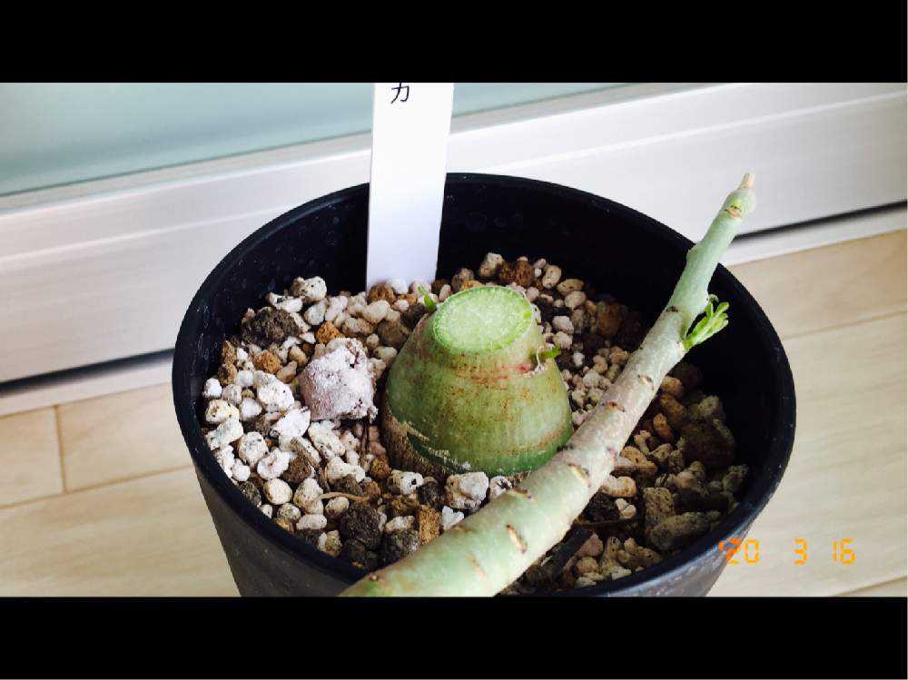 初のアデニア・グラウカ強剪定にチャレンジ！｜🍀GreenSnap（グリーン