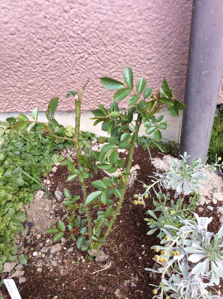 つるアイスバーグの成長日記 Greensnap グリーンスナップ