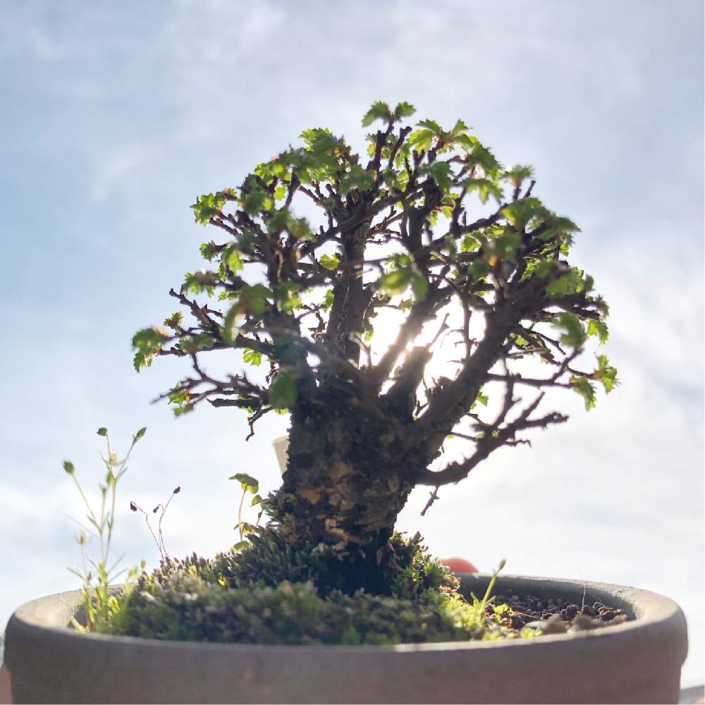 ニレケヤキの投稿画像 By Neco さん Botanicallifeとplantlifeと植物のある暮らしとボタニカルライフとbotanicalとplantloverと盆栽 月3月16日 Greensnap グリーンスナップ