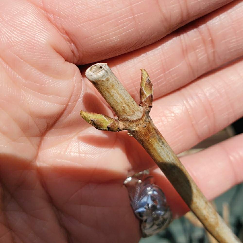 紫陽花の新芽の投稿画像 By Chihoさん 多肉植物と多肉植物のある暮らし 月3月16日 Greensnap グリーンスナップ 紫陽花の新芽の投稿画像 By Chihoさん 多肉植物と多肉植物のある暮らし 月3月16日 Greensnap グリーンスナップ