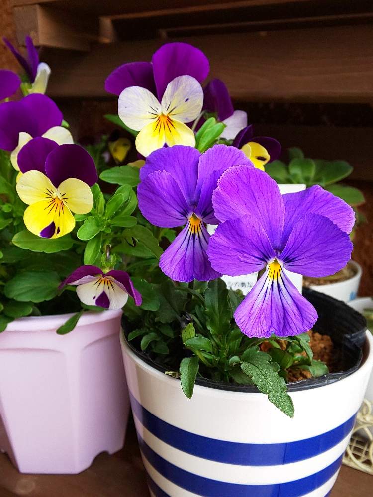ビオラの投稿画像 By Fresh Sumireさん 宿根ビオラ コルシカとビオラコルシカツタンカーメンとみどりのある暮らしとキュンキュン乙女倶楽部と植物のある暮らしとボタニカルライフとgs４年生とno Green No Lifeとウエルカムフラワーと長野県とナチュラルスタイルと花の