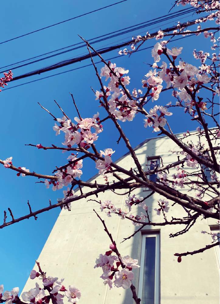 春のお花の投稿画像 By まっこさん ピンクの花とあんずの花と実のなる木と街路樹と花のある暮らしとかわいいと花が好き 月3月16日 Greensnap グリーンスナップ