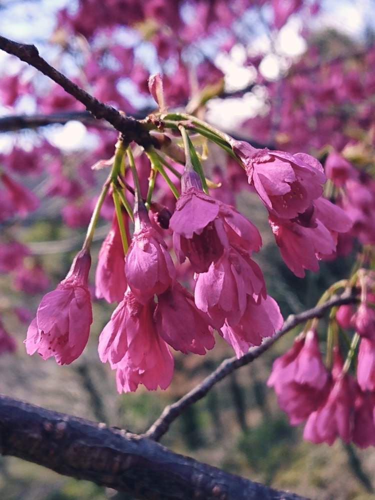 サクラの投稿画像 By 醜男さん 寒緋桜とカンヒザクラと桜 サクラ とスマホ撮影と野草と山野草と雑草と木の花 月3月16日 Greensnap グリーンスナップ