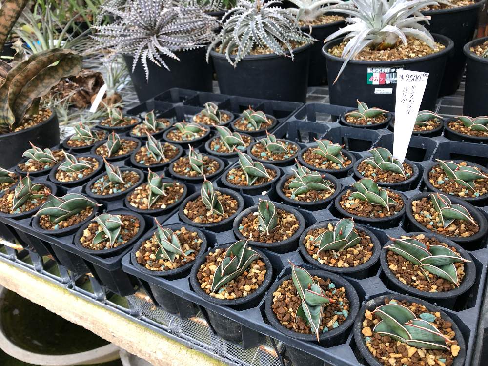 サンスベリアロリダの投稿画像 By Kazさん お出かけ先とgreenplaza21とロリダとサンセベリア属と サンスベリアとサンスベリア属と綺麗なミドリと植木屋21と子株とgreenplaza21とロリダとサンセベリア属と サンスベリアとサンスベリア属と綺麗なミドリと植木屋21と子株