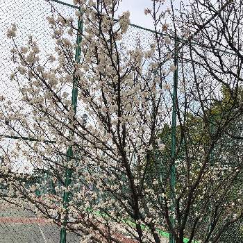 西洋実桜の投稿画像一覧 Greensnap グリーンスナップ
