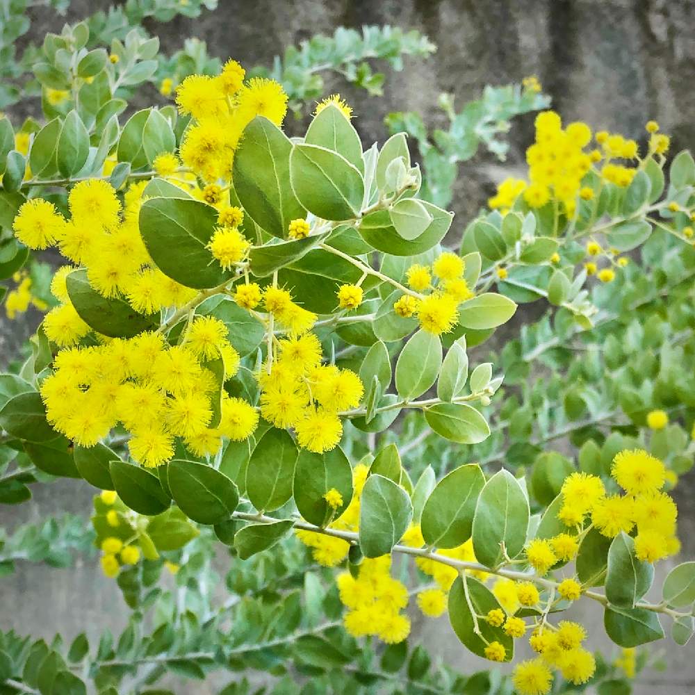 パールアカシア - 植物/観葉植物