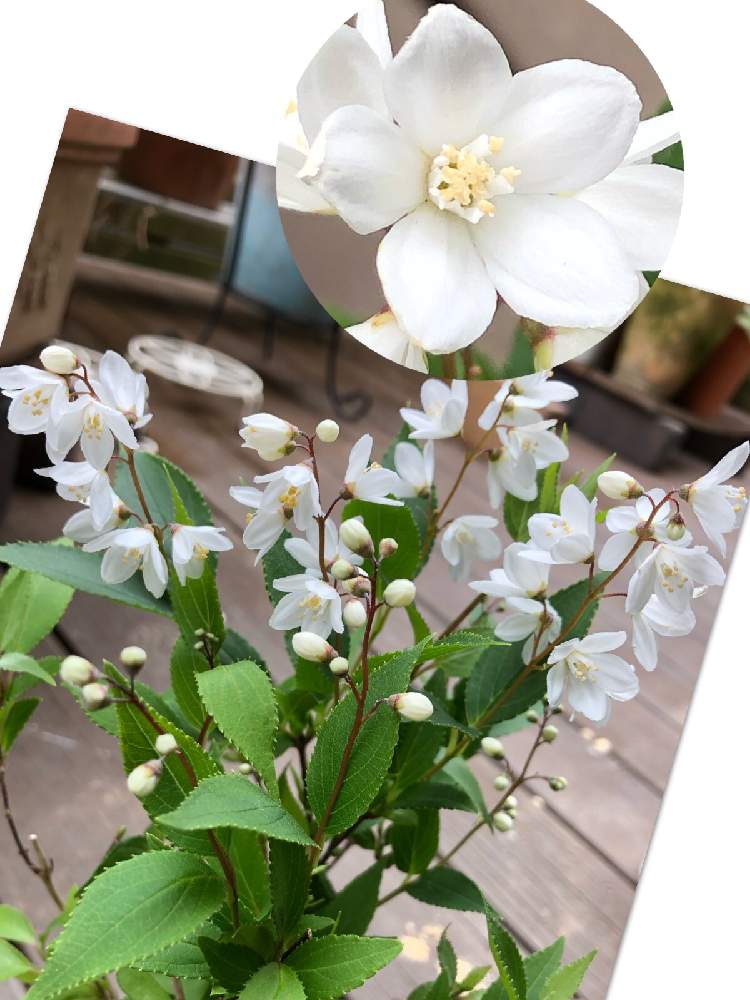 バルコニー ベランダの投稿画像 By コスモスラブさん 姫空木 ヒメウツギ と日陰庭と姫空木 ヒメウツギ と日陰庭 月3月17日 Greensnap グリーンスナップ Greensnap グリーンスナップ