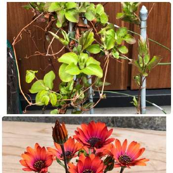 鉢植えオステオスペルムの画像 by ダリ-ズさん | 玄関と花のある暮らしと鉢植えクレマチスと鉢植えオステオスペルム